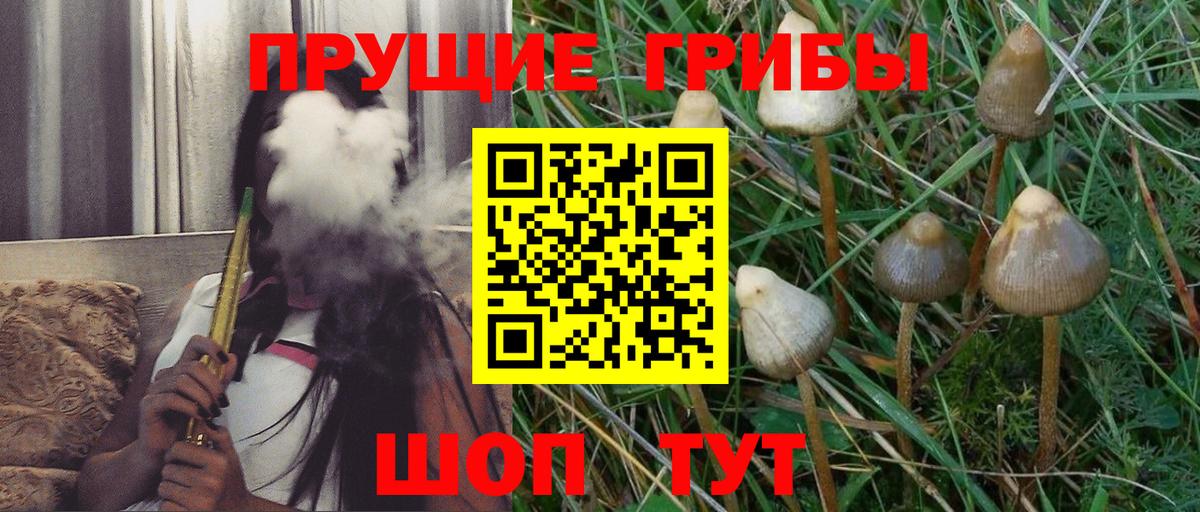 Псилоцибиновые грибы мицелий Каменка